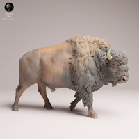 Anml-250901 American Bison
