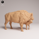 Anml-250903 American bison cow and calf