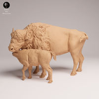 Anml-250903 American bison cow and calf