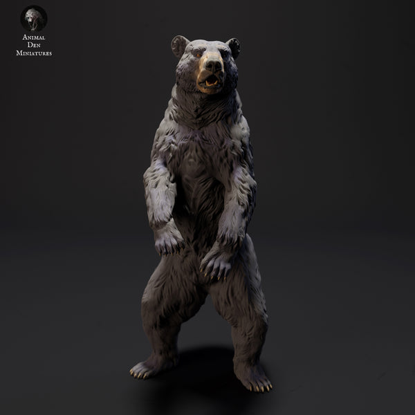 Anml-230905 black bear standing