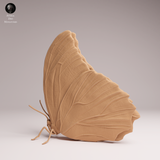 Anml-251102 Blue Morpho Butterfly-closed wings（モルフォチョウ）