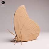 Anml-251102 Blue Morpho Butterfly-closed wings（モルフォチョウ）