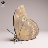 Anml-251102 Blue Morpho Butterfly-closed wings（モルフォチョウ）