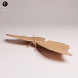 Anml-251101 Blue Morpho Butterfly（モルフォチョウ）