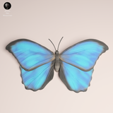 Anml-251101 Blue Morpho Butterfly（モルフォチョウ）