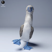 Anml-240805 blue footed booby2 (アオアシカツオドリ)