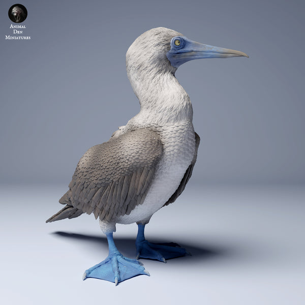 Anml-240801 blue footed booby (アオアシカツオドリ)