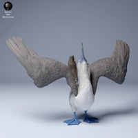 Anml-240803 blue footed booby dance (アオアシカツオドリ)