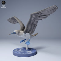 Anml-240804 blue footed booby fly (アオアシカツオドリ)