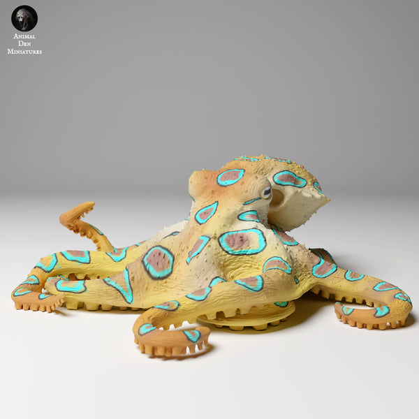Anml-240502 Greater blue ringed octopus(ヒョウモンダコ）