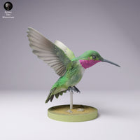 Anml-250103 Broad tailed hummingbird（フトオハチドリ）