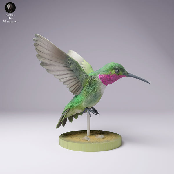 Anml-250103 Broad tailed hummingbird（フトオハチドリ）