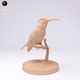 Anml-250104 Broad tailed hummingbird stand（フトオハチドリ）