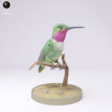 Anml-250104 Broad tailed hummingbird stand（フトオハチドリ）