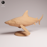 Anml-260501 Bull Shark（オオメジロザメ）