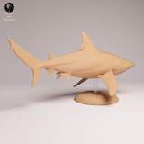 Anml-260501 Bull Shark（オオメジロザメ）