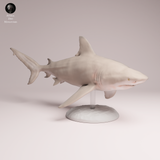 Anml-260501 Bull Shark（オオメジロザメ）