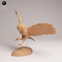 Anml-250905 burrowing owl fly(アナホリフクロウ)