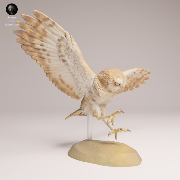 Anml-250905 burrowing owl fly(アナホリフクロウ)