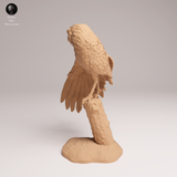 Anml-250906 burrowing owl stretch(アナホリフクロウ)