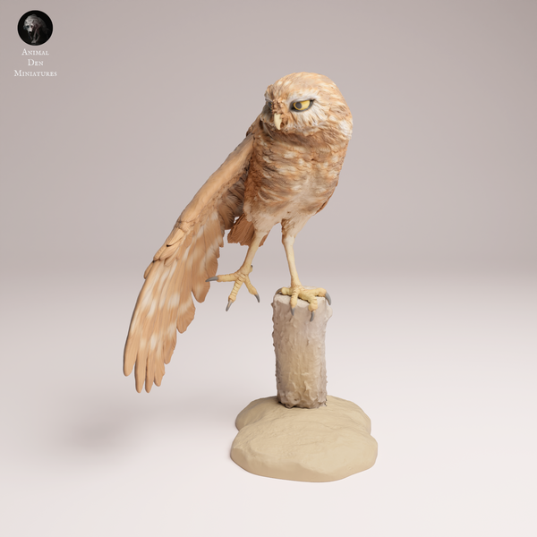 Anml-250906 burrowing owl stretch(アナホリフクロウ)