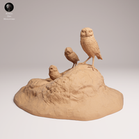 Anml-250907 burrowing owls(アナホリフクロウ)