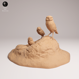 Anml-250907 burrowing owls(アナホリフクロウ)