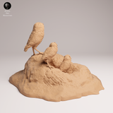 Anml-250907 burrowing owls(アナホリフクロウ)