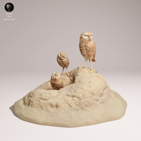 Anml-250907 burrowing owls(アナホリフクロウ)
