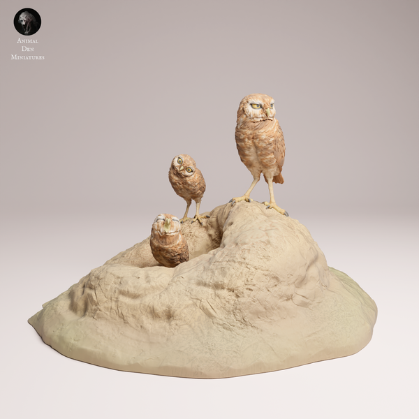Anml-250907 burrowing owls(アナホリフクロウ)