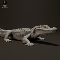 Anml-230601 Black caiman sunbathing