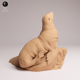 Anml-260206 Cape fur seal female on rock（ミナミアフリカオットセイ）