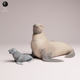 Anml-260205 Cape fur seal female and pup（ミナミアフリカオットセイ）