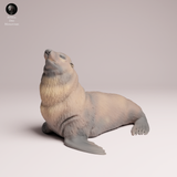 Anml-260207 Cape fur seal male