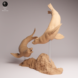 Anml-260208 Cape fur seals swim（ミナミアフリカオットセイ）