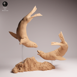 Anml-260208 Cape fur seals swim（ミナミアフリカオットセイ）