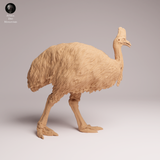 Anml-260507 Southern Cassowary（ヒクイドリ）