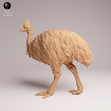 Anml-260507 Southern Cassowary（ヒクイドリ）