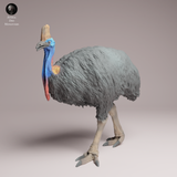 Anml-260507 Southern Cassowary（ヒクイドリ）