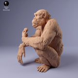 Anml-240203 Chimpanzee female eating（チンパンジー）