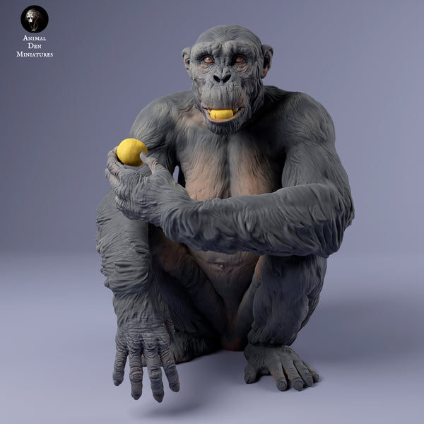 Anml-240203 Chimpanzee female eating（チンパンジー）
