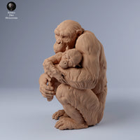 Anml-240301 Chimpanzee female holding baby