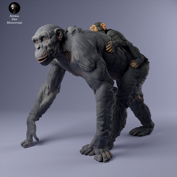 Anml-240204 Chimpanzee female infant walking（チンパンジー）