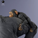 Anml-240204 Chimpanzee female infant walking（チンパンジー）