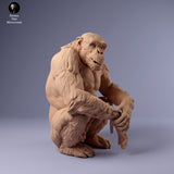 Anml-240206 Chimpanzee sitting（チンパンジー）