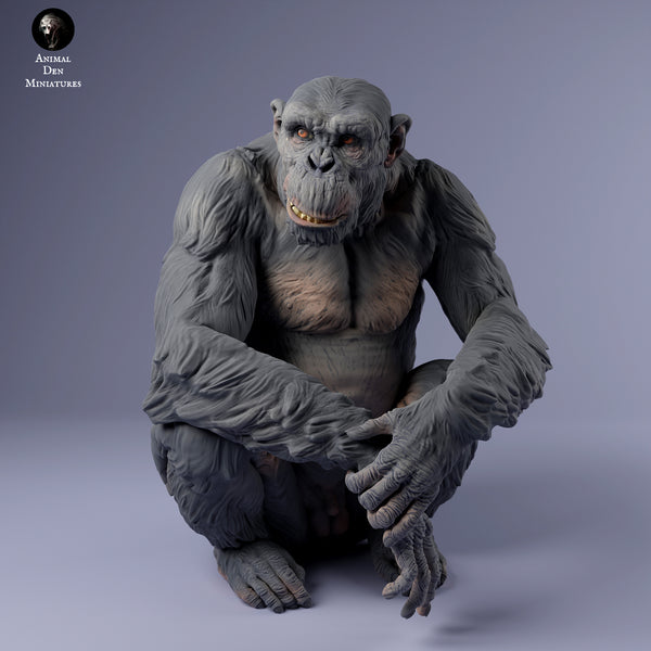 Anml-240206 Chimpanzee sitting（チンパンジー）