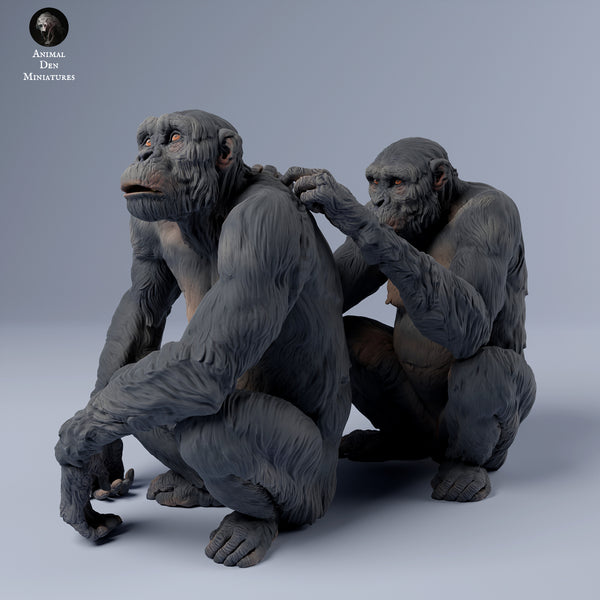 Anml-240305 Chimpanzees grooming