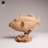 Anml-251001 clown triggerfish（モンガラカワハギ）