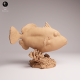 Anml-251001 clown triggerfish（モンガラカワハギ）