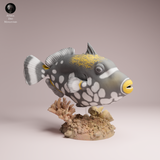 Anml-251001 clown triggerfish（モンガラカワハギ）